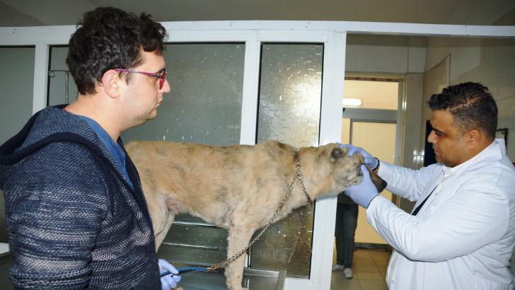 Türkiye’de ilk kez bir köpeğe stent takıldı 